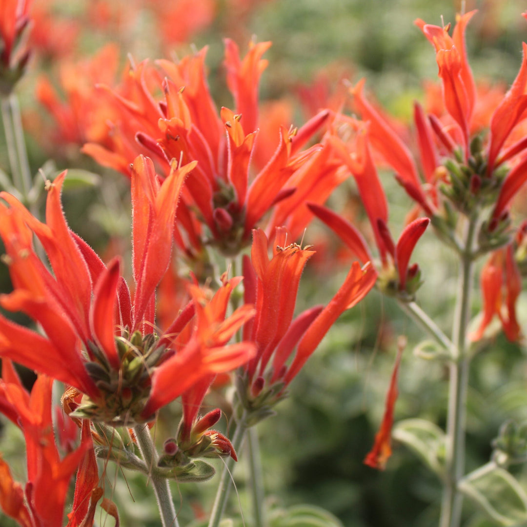 Flower Seeds, Seeds,Seeds For Planting,Plant Seeds