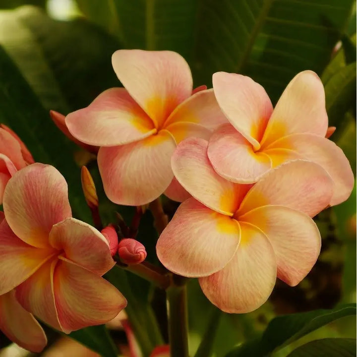Flower Seeds, Seeds,Seeds For Planting,Plant Seeds