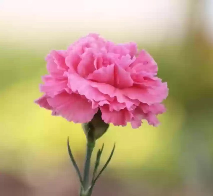 Flower Seeds, Seeds,Seeds For Planting,Plant Seeds