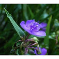Purple Spiderwort Flower Seeds for Planting – Heirloom, Non-GMO Fragrant Organic Garden Seeds