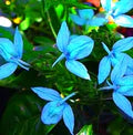 Blue Ecbolium Viride Flower Seeds for Planting - Heirloom, Non-GMO, High Germination Organic Garden Seeds