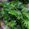 Green Philodendron Selloum Flower Seeds for Planting – Heirloom, Non-GMO, High Germination Organic Garden Seeds