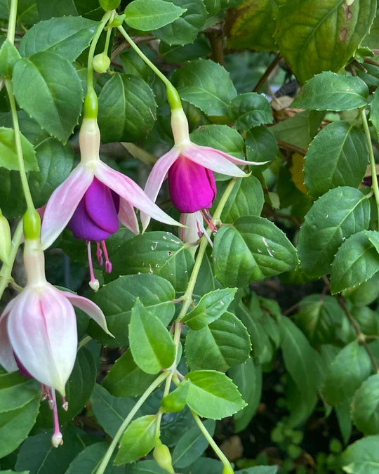 Purple White Fuchsias Flower Seeds for Planting – Heirloom, Non-GMO, High Germination Garden Seeds