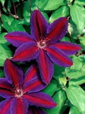 Red Purple Clematis Flower Seeds for Planting – Heirloom, Non-GMO, High Germination Garden Seeds