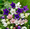 Mixed Balloon Flower Seeds for Planting – Seasonal Bloomer, Heirloom, Non-GMO, High Germination Organic Garden Seeds