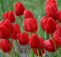 Red Tulip Flower Seeds for Planting – Heirloom, Non-GMO High-Germination Organic Spring Garden Seeds