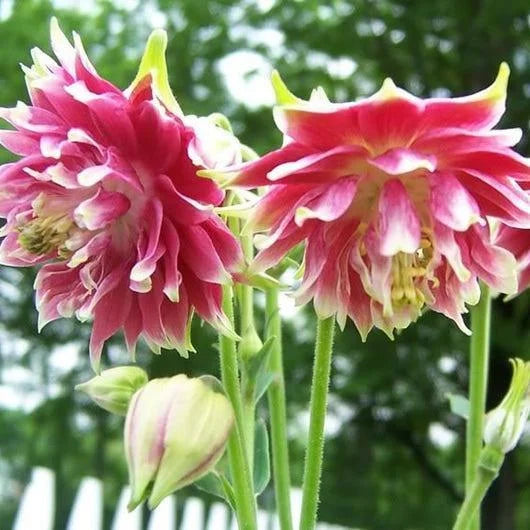 Pink Nora Barlo Flower Seeds for Planting – Heirloom, Non-GMO, Wildflower Mix, Organic Garden Seeds