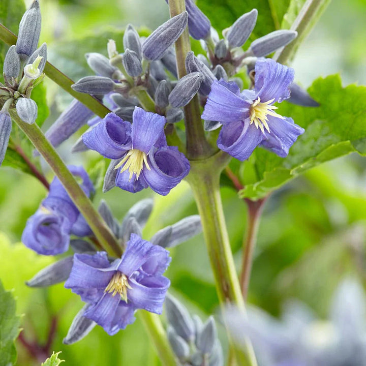 Flower Seeds, Seeds,Seeds For Planting,Plant Seeds