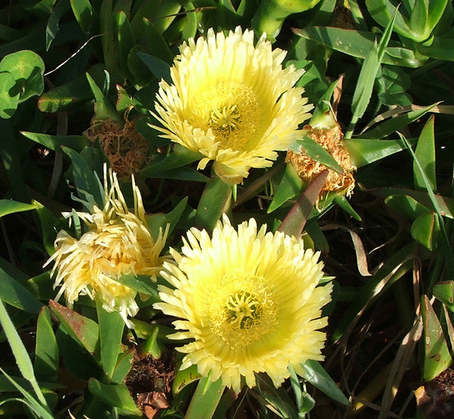 Flower Seeds, Seeds,Seeds For Planting,Plant Seeds