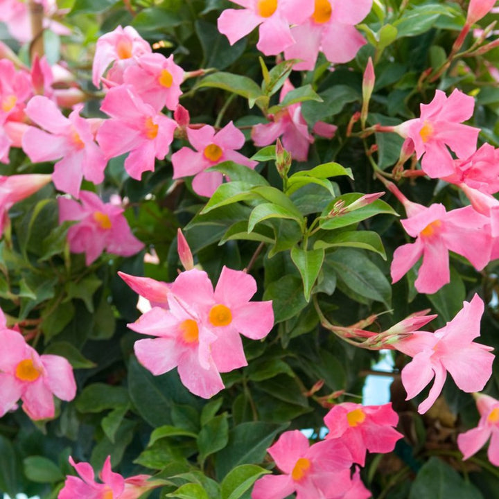 Flower Seeds, Seeds,Seeds For Planting,Plant Seeds