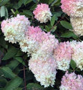 White Pink Hydrangea Flower Seeds for Planting – Heirloom, Non-GMO, Low-Maintenance Garden Seeds