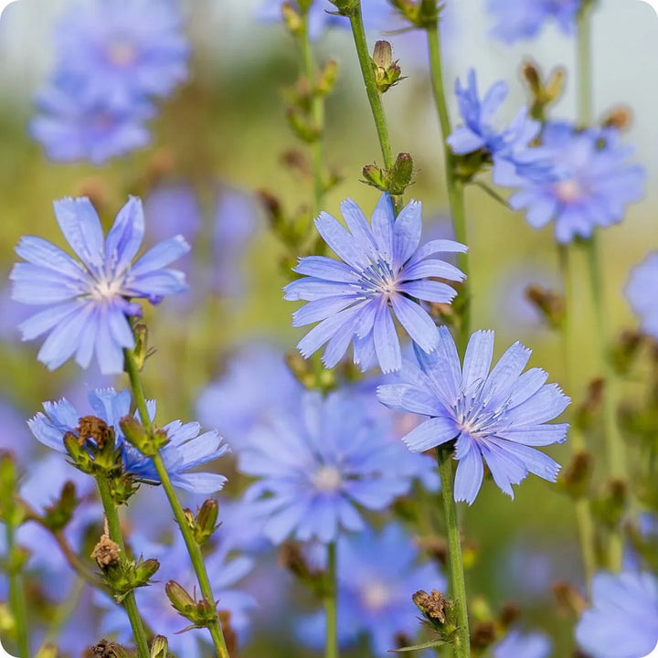 Flower Seeds, Seeds,Seeds For Planting,Plant Seeds