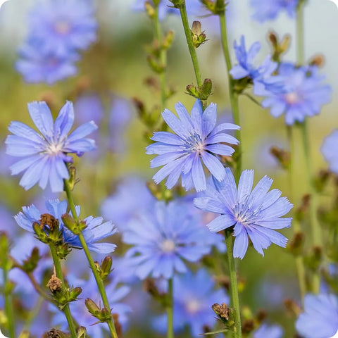 Flower Seeds, Seeds,Seeds For Planting,Plant Seeds