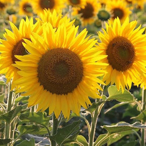 Flower Seeds, Seeds,Seeds For Planting,Plant Seeds