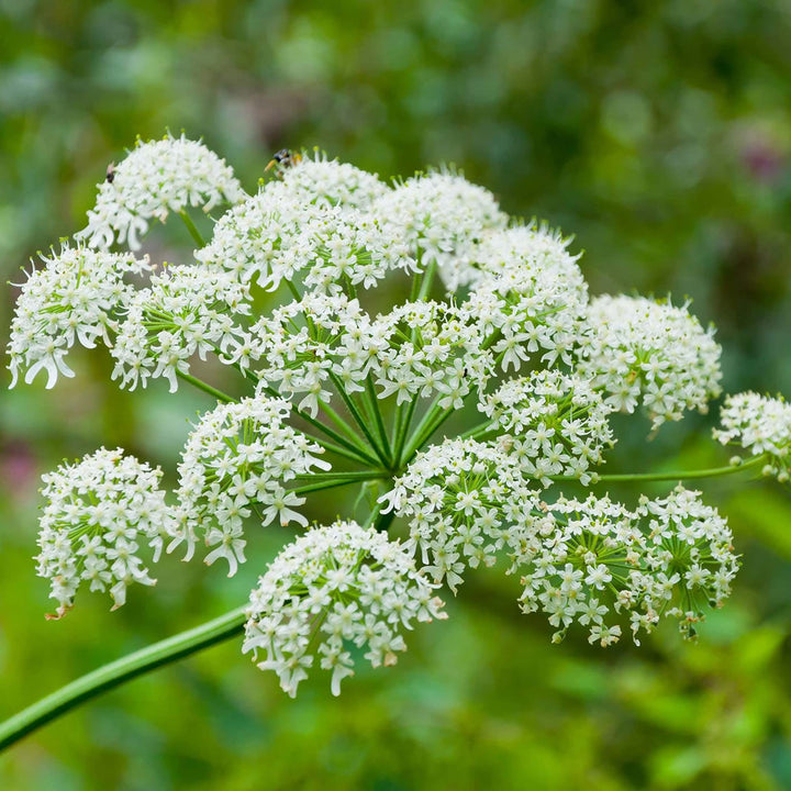 Flower Seeds, Seeds,Seeds For Planting,Plant Seeds