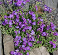 Purple Aubrieta Deltoidea Flower Seeds for Planting – Heirloom, Non-GMO, Garden Favorite, Organic Garden Seeds