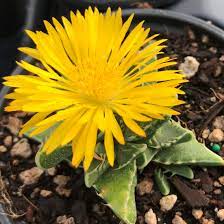 Flower Seeds, Seeds,Seeds For Planting,Plant Seeds