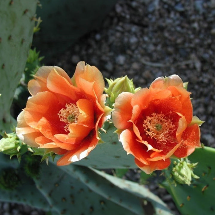 Flower Seeds, Seeds,Seeds For Planting,Plant Seeds