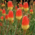 Red Yellow Kniphofia Flower Seeds for Planting – Heirloom, Non-GMO, High Germination Organic Garden Seeds