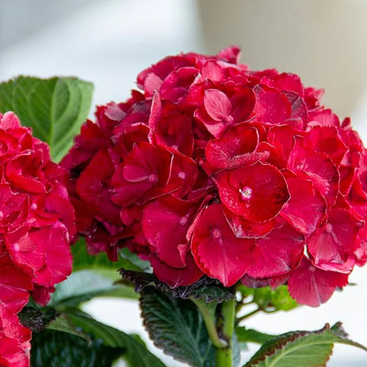 Red Hydrangea Flower Seeds for Planting Heirloom Non-GMO High Germination Organic Garden Seeds