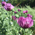 Hungarian Flower Seeds for Planting – Border-Perfect Heirloom, Non-GMO, High Germination Garden Seeds