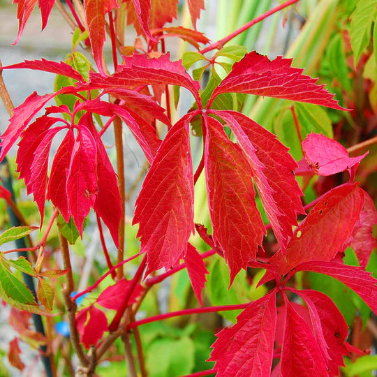 Parthenocissus Flower Seeds for Planting – Pollinator Friendly, Heirloom, Non-GMO, High Germination Organic Garden Seeds
