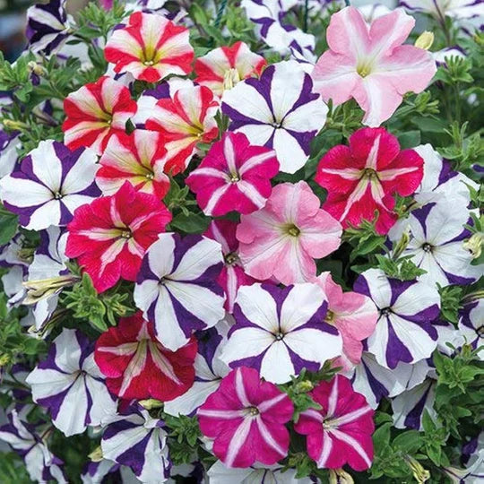Mixed Pelleted Petunia Flower Seeds for Planting – Heirloom, Non-GMO, High Germination Garden Seeds