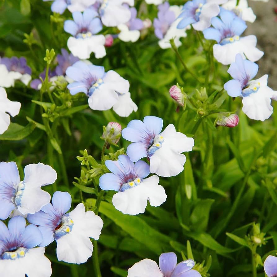 Flower Seeds, Seeds,Seeds For Planting,Plant Seeds