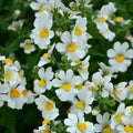 White Nemesia Strumosa Flower Seeds for Planting – Heirloom, Non-GMO, High Germination Organic Garden Seeds