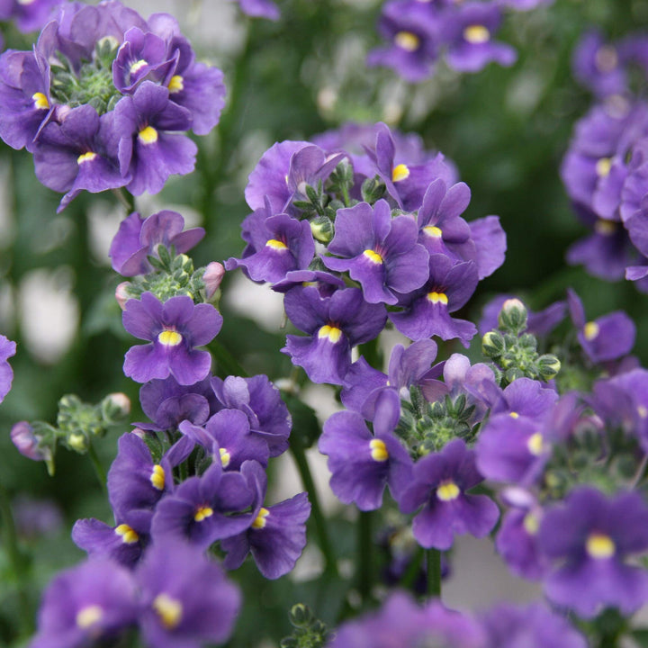 Flower Seeds, Seeds,Seeds For Planting,Plant Seeds
