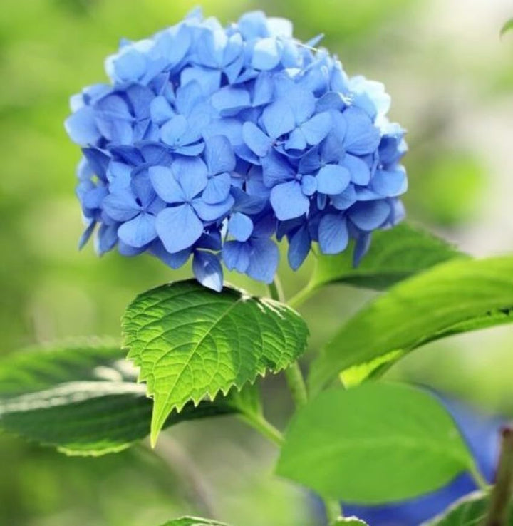 Flower Seeds, Seeds,Seeds For Planting,Plant Seeds