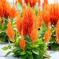 Orange Celosia Flower Seeds for Planting – Heirloom, Non-GMO, High Germination Organic Garden Seeds