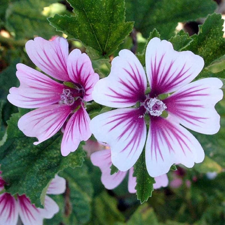 Flower Seeds, Seeds,Seeds For Planting,Plant Seeds