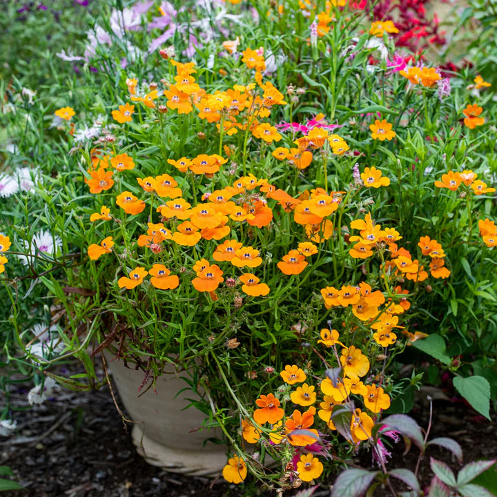 Nemesia Flower Seeds for Planting – Perfect for Borders, Heirloom, Non-GMO, High Germination Organic Garden Seeds