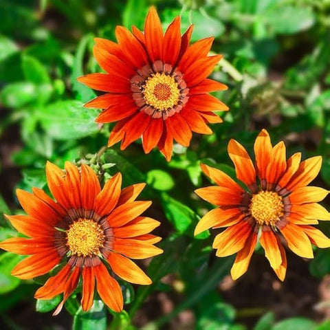 Flower Seeds, Seeds,Seeds For Planting,Plant Seeds