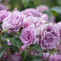 Light Purple Climbing Rose Flower Seeds for Planting – Bright Blooms, Heirloom, Non-GMO, High Germination Organic Garden Seeds