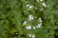 Calamintha Flower Seeds for Planting – Heirloom, Non-GMO, Cottage Garden Essential Seeds