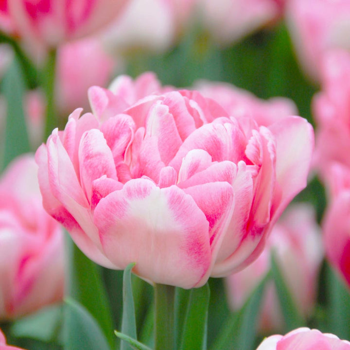 Flower Seeds, Seeds,Seeds For Planting,Plant Seeds