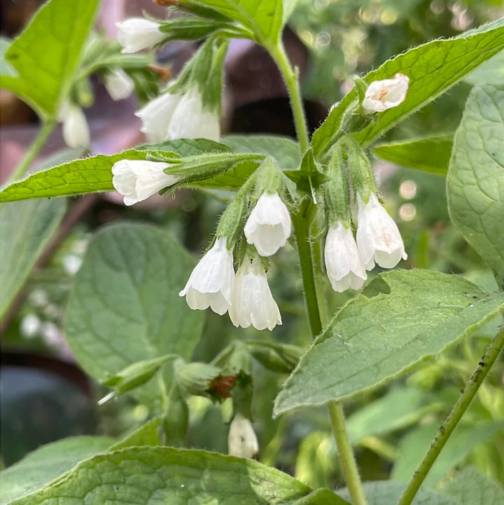 Flower Seeds, Seeds,Seeds For Planting,Plant Seeds