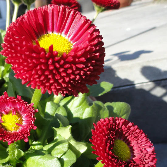 Red Yellow Bellis Flower Seeds for Planting – Heirloom, Non-GMO, High Germination Garden Seeds