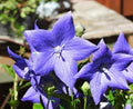 Balloon Flower Seeds for Planting – Heirloom, Non-GMO, Drought-Tolerant High Germination Seeds