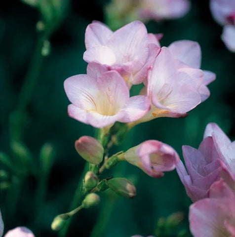 Flower Seeds, Seeds,Seeds For Planting,Plant Seeds