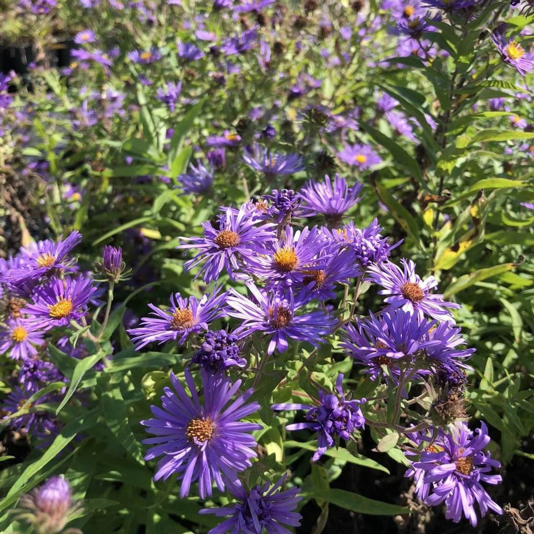 Flower Seeds, Seeds,Seeds For Planting,Plant Seeds