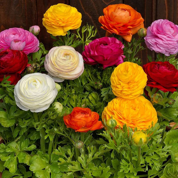 Flower Seeds, Seeds,Seeds For Planting,Plant Seeds