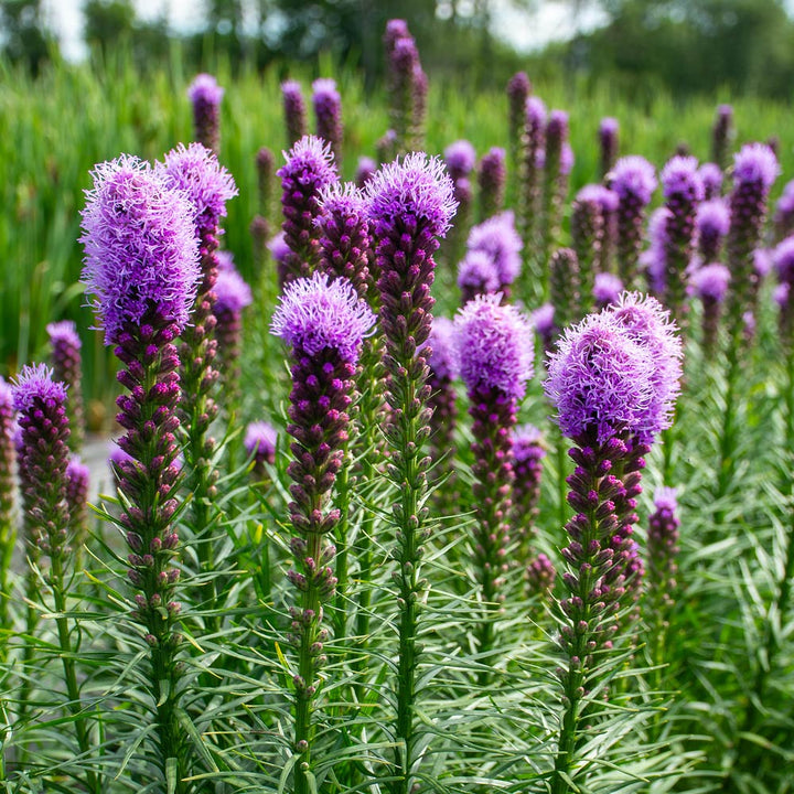 Flower Seeds, Seeds,Seeds For Planting,Plant Seeds