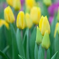 Yellow Tulip Flower Seeds for Planting – Heirloom, Non-GMO, Cottage Garden Essential