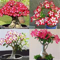 Mixed Obesum Flower Seeds for Planting – Heirloom, Non-GMO, High Germination Organic Garden Seeds