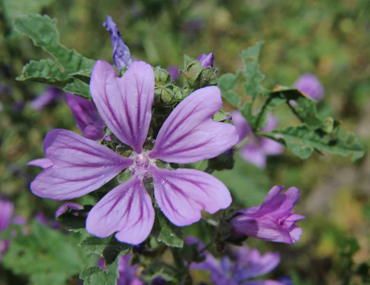 Mauve Flower Seeds for Planting – Heirloom, Non-GMO, High Germination Border Garden Seeds