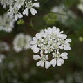 White Orlaya Flower Seeds for Planting – Heirloom, Non-GMO, High Germination Organic Garden Seeds