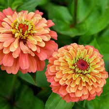 Flower Seeds, Seeds,Seeds For Planting,Plant Seeds